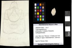 Foto (Objekt + Etiketten) von Tuberosagalathea sp. 